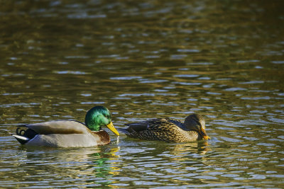 It is winter and most of the wetland is frozen over but where there is some open water it is quickly filled with ducks and geese. This Mallard couple were taking advantage of the mild winter day, feeding and taking baths. It is late afternoon and the sun was moving down but they swam into the sunshine which really shows off their color.

An image may be purchased at http://fineartamerica.com/featured/winter-mallards-edward-peterson.html?newartwork=true