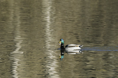 This Mallard kept talking to me as he swam across the pond.

A photo may be purchased at http://fineartamerica.com/featured/mallard-talk-edward-peterson.html?newartwork=true