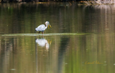 When serving a meal placement of the food is everything. Here this Great Blue Heron is repositioning his food so he can swallow. I find it funny that after they swallow a fish they take a drink of water.

An image may be purchased at http://fineartamerica.com/featured/placement-edward-peterson.html?fbclid=IwAR1MVagsy4fw7jkREITZdD3v9alJwOgknZE4cKuwewcnA5DlbCXjp66sem8