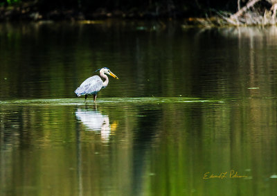 Lunch is served by a Great Blue Heron. I find it amazing the hours it takes for wildlife to fix a meal. I have watched these guys stand still for so long that I move off to go find something else to photograph. Today I was lucking in his luck was pretty good.

An image may be purchased at http://fineartamerica.com/featured/placement-edward-peterson.html?fbclid=IwAR1MVagsy4fw7jkREITZdD3v9alJwOgknZE4cKuwewcnA5DlbCXjp66sem8