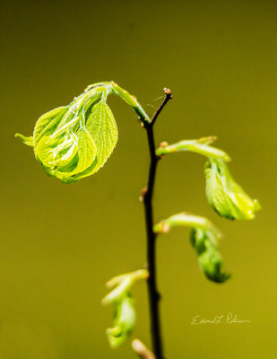 One of the fun things about Spring is watching all the growth unfold.

An image may be purchased at http://fineartamerica.com/featured/spring-growth-edward-peterson.html?fbclid=IwAR0tFWO_ise_jBu67LM3ITuESG3c1tXr4CFp1lBdv0P-5XYfSN0-IvoDu0k