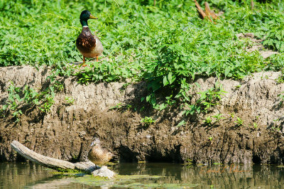 These two seemed to be hanging out together for a while until the Mallard took off and left the Wood Duck alone.

An image may be purchased at http://fineartamerica.com/featured/mallard-and-wood-duck-edward-peterson.html