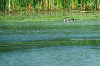 Wood ducks usually have a bunch of goslings but this hen only has one. The wetland has a number of snapping turtles and a number of other hunters. Hopes this little one makes it to adulthood.

An image may be purchased at http://fineartamerica.com/featured/wood-duck-mother-and-daughter-edward-peterson.html