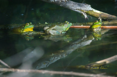 On a might hot summer day there are three frogs in the shade cooling off.

An image may be purchased at http://fineartamerica.com/featured/three-frogs-in-the-water-edward-peterson.html