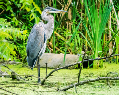 Found this Great Blue Heron tucked back in a corner of one of the ponds.

An image may be purchased at http://fineartamerica.com/featured/summer-and-great-blue-heron-edward-peterson.html