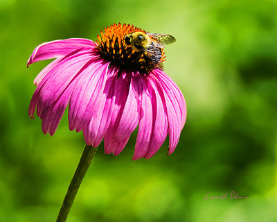 The summer days are busy and the results are good.

An image may be purchased at http://fineartamerica.com/featured/bee-and-flower-edward-peterson.html