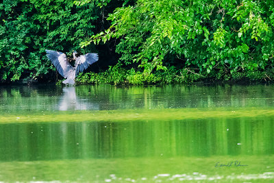 The Great Blue Heron came flying in and put on his air brakes to settle down close to the shoreline.

An image may be purchased at http://fineartamerica.com/featured/great-blue-heron-air-brakes-edward-peterson.html?newartwork=true
