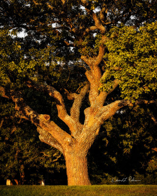 A lot of things to do at Mahoney State Park in Nebraska. One of the things is to look at all the trees and the size of some of them. This one stood out on my drive around the park as it appears to be a tough tree that has seen a lot in its time. I hope it has many years to come.

An image may be purchased at http://fineartamerica.com/featured/big-tree-trunk-edward-peterson.html?newartwork=true