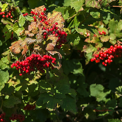 When the High Bush Cranberry crop turns red fall is just around the corner. They provide some fall color and food for the local wild birds.

An image may be purchased at http://fineartamerica.com/featured/high-bush-cranberry-crop-edward-peterson.html?newartwork=true