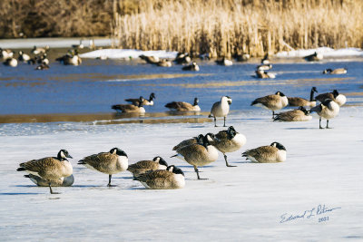 The ice is melting, the Canada Geese are migrating and it is warm out. Spring is coming! Soon the fights will begin and nesting will be in full force.  

An image may purchased at fineartamerica.com/featured/2-spring-is-coming-edward-pet...
