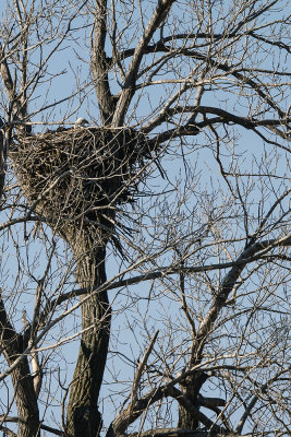 Can just see the head of the eagle above top of the nest.