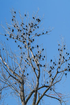 It is spring time at Loess Bluffs National Wildlife Refuge and beside Snow Geese, here is just one tree of several full of male Red-winged Black birds looking for a date. I didn't see these guys as I was looking down and over the water but since I had my window down I heard them!

An image may be purchased at https://fineartamerica.com/featured/red-winged-black-bird-males-edward-peterson.html