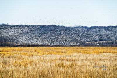 A couple of miles away and I can see what I came for, Snow Geese! This is only a small grouping of what is resting up as there are several more ponds around. Where there are this many birds there will be a lot of other wildlife one might see. Since this is a 7,440 acres refuge there will be a lot to see if you keep your eyes open.

An image may be purchased at https://fineartamerica.com/featured/2021-snow-geese-rising-edward-peterson.html
