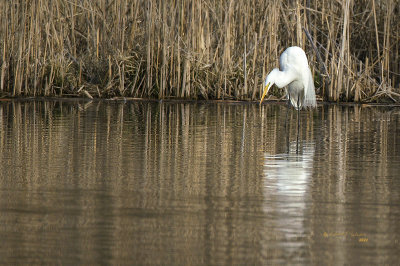 Not often I get to see a Great Egret during migration. This year one stop by for a rest and nourishment.  This guy was a long way away!

An image may be purchased at http://fineartamerica.com/featured/great-egret-edward-peterson.html?newartwork=true