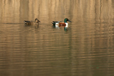 A Northern Shoveler couple looking to start a new family. The beauty of early spring.

An image may be purchased at http://fineartamerica.com/featured/northern-shoveler-couple-edward-peterson.html