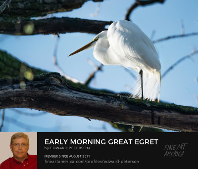 Spring and migration is underway. There were five Great Egrets on Heron Haven this morning and this shot is the first one I found and the first shot of the day.

An image may be purchased at https://fineartamerica.com/featured/early-morning-great-egret-edward-peterson.html