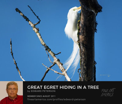This Great Egret appears to be hiding in a tree. You can tell he is keeping an eye on me.

An image may be purchased at https://fineartamerica.com/featured/great-egret-hiding-in-a-tree-edward-peterson.html