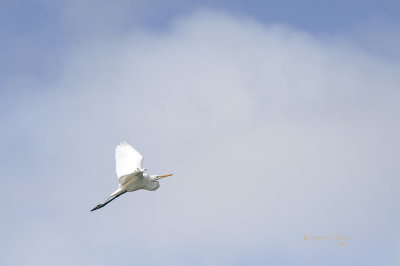 The bigger the bird the more fun it is watching them fly! So I was pretty excited to get this shot of a Great Egret in flight!

An image may be purchased at https://fineartamerica.com/featured/1-great-egret-in-flight-edward-peterson.html?newartwork=true