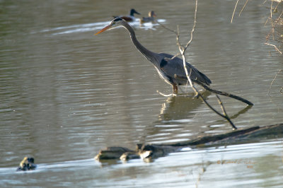 It is hard to believe the patience a Great Blue Heron has when he is stocking his meal. The longer the neck the closer they are to making a strike.

An image may be purchased at https://fineartamerica.com/featured/great-blue-heron-stocking-edward-peterson.html?newartwork=true