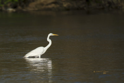 This Great Egret started moving out from the shoreline looking for a meal. The sun is being to sink in the west creating a nice reflection.

An image may be purchased at https://fineartamerica.com/featured/great-egret-reflection-edward-peterson.html?newartwork=true
