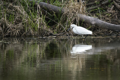It was a great evening watching seven Great Egrets and this Snowy Egret hunting along the far bank. This is my first spotting of a Snowy Egret.

An image may be purchased at https://fineartamerica.com/featured/snowy-egret-hunting-edward-peterson.html?newartwork=true