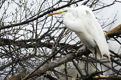 This guy came in fairly close for me to capture him. It was a cool overcast day but the Great Egret perching in front of me stood out against the dark background. It has been a great spring as the Egrets aren't all that common.

An image may be purchased at https://fineartamerica.com/featured/great-egret-perching-edward-peterson.html?newartwork=true