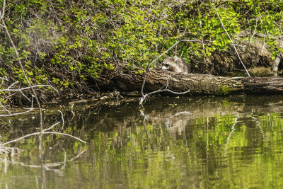 Haven't seen many raccoons here over the last couple of years so was happy to see this guy on the far pond short. It took a bit before he got in a location where I could see him clearly. There is just something about Rory Raccoon that is fun to watch. Between raccoons and squirrels, I'm not sure which is more entertaining!

An image may be purchased at https://fineartamerica.com/featured/rory-raccoon-edward-peterson.html