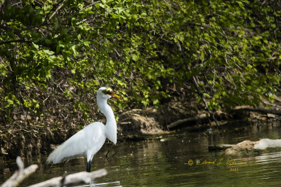 This Great Egret meal seems like some I have had in life. Sometimes what is served just doesn't agree with you. Had a lot of meals like that as a kid.

An image may be purchased at https://fineartamerica.com/featured/great-egret-meal-edward-peterson.html?newartwork=true