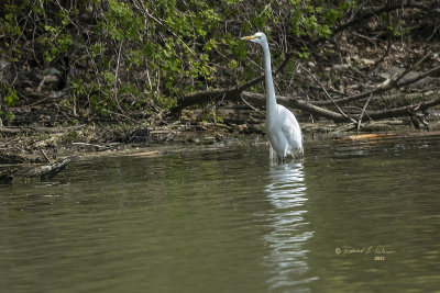 It is always funny to me just how small an Egrets and Herons appear when they have their necks folded up. Then they see something, usually a meal, and that necks stretches out so far! Here this Great Egret long neck is stretched as he looking for a meal. A few minutes he gets his meal.

An image may be purchased at https://fineartamerica.com/featured/great-egret-long-neck-edward-peterson.html?newartwork=true