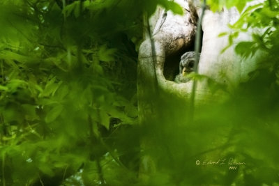 The baby Barred Owl are getting big. There are two in the nest but I have never seen them at the same time. This is tough shot to get as there are a lot of limbs between me the nest and the later we are into spring the more green that covers the distance.

An image may be purchased at https://fineartamerica.com/featured/baby-barred-owl-edward-peterson.html