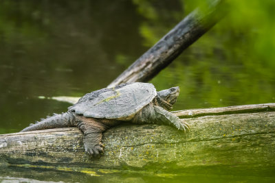 Usually you don't get to see a whole snapping turtle but every once in a while they crawl up on a log for sunning. It usually only the noise and a little of the back as they are swimming. So when you see a whole Snapping turtle at rest you get the whole ugly vision.

An image may be purchased at https://fineartamerica.com/featured/snapping-turtle-at-rest-edward-peterson.html