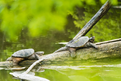 It is always fun seeing a Snapping turtle out of the water but to see two is exciting. Seeing two Snapping turtles this close together they are either fighting or trying to breed. I am guessing mating season is over.

An image may be purchased at https://fineartamerica.com/featured/two-snapping-turtles-edward-peterson.html