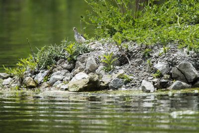 Not a lot of shore for the shore birds to hang out on so it is pretty exciting to see one here. This is my first time photographing a Spotted Sandpiper.

An image may be purchased at https://fineartamerica.com/featured/a-spotted-sandpiper-edward-peterson.html