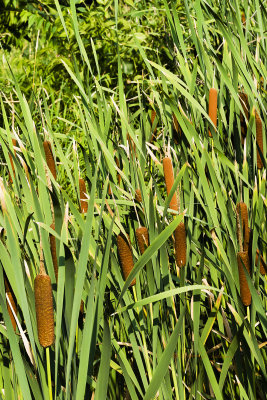 It has been a fine year for the Cattails. They are thick and growing like weeds. If you are ever lost and hungry just look for a cattail as they are editable especially the rhizomes. It is surprising the many uses of this plant, paper to life vest to biofuel not to mention lovely photos.

An image may be purchased at fineartamerica.com/featured/cattail-crop-edward-peterson....