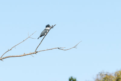 This Belted Kingfisher had the pond pretty much to himself, only a couple of ducks about. I was surprised at this shot as I didn't have the long lens on at the time and he was busy shopping I managed to get fairly close.

An image may be purchased at fineartamerica.com/featured/belted-kingfisher-look-out-2-...
