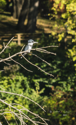 This Belted Kingfisher was moving from branch to branch to try and get a good lookout position. Apparently it is not only a good spot to look for fish but a good spot for a spider to catch his meal.

An image may be purchased at fineartamerica.com/featured/belted-kingfisher-lookout-3-e...