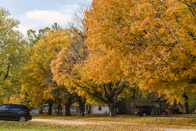 Every small town in USA contain some very old trees that have stood the test of time. Every fall they put on a color show letting everyone know that while they are old, they are still magnificent!

An image may be purchased at fineartamerica.com/featured/small-town-iowa-ed-peterson.h...