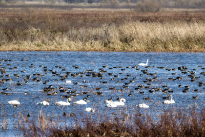 A whole lot of ducks and swans at Loess Bluffs National Wildlife Refuge.