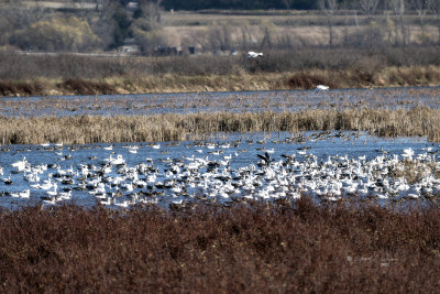 The day was bright and the noise was loud. While there are a number of snow geese heading for their wintering ground, there art a number of trumpeter swans about. I haven't figured out how these birds seem to land safetly in a crowd but they seem to get it done.

An image may be purchased at fineartamerica.com/featured/swans-geese-and-ducks-ed-pete...