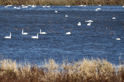 There were a large number of Trumpeter Swans this day at Loess Bluffs National Wildlife Refuge. They are a graceful bird and I haven't seen this many at one time before.

An image may be purchased at fineartamerica.com/featured/trumpeter-swans-ed-peterson.h...
