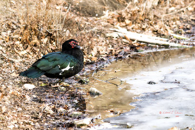 Not a duck one normally finds in the midwest but they can be found from Hawaii to Canada. A Muscovy Duck has a face only a mother could love. On the other hand I find them very colorful and a stand out in the crowd.

An image may be purchased at fineartamerica.com/featured/muscovy-duck-ed-peterson.html