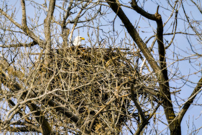 Winter is coming to a close and spring is about ready to start. To make the most of the coming season the Bald Eagle is nesting. Always amazed at the size of there nest and just wished they were down a little lower so a guy could get a peak inside.

An image may be purchased at fineartamerica.com/featured/bald-eagle-nesting-ed-peterso...