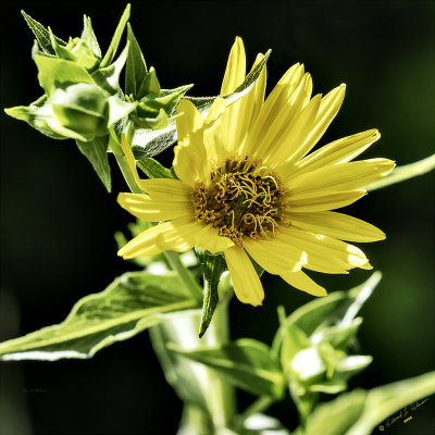 Taking a walk through the garden at Heron Haven and this flower stood out in the sunshine.

An image may be purchased at https://edward-peterson.pixels.com/featured/green-and-yellow-ed-peterson.html