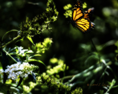 Fall is here and migrations are underway for nature! Migrations are long and take time to reach their destination. The participates on these journeys require energy to complete their goals. Here a Monarch drops in to replenish his energy. All the colors of fall are so brilliant and a small little butterfly and flower are part of the fall experience.

An image may be purchased at edward-peterson.pixels.com/featured/monarch-drop-in-ed-pe...
