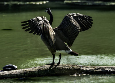 Autumn is here and so the migration south is on. Heron Heaven gives migrating Canada Geese a chance to rest up. They spend a lot of time bathing and drying off in the sun. When they flap their wings to dry off the power of these ducks become apparent. The autumn sun can can really highlight their power and wings.

An image may be purchased at edward-peterson.pixels.com/featured/canada-geese-sunning-...