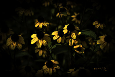 Just a hint of yellow coming from these Black-eyed Susans. They provide a great attractions for the insect world.

An image may be purchased at edward-peterson.pixels.com/featured/hint-of-yellow-ed-pet...