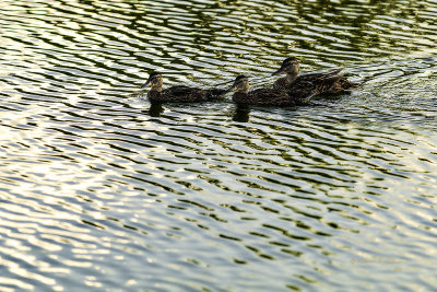 It appears there are a couple of Mallard teenagers still hanging with Mom. I think they will be ready for migration this fall. Glad to see they have made it through the summer so far.

An image may be purchased at edward-peterson.pixels.com/featured/mallard-teenagers-ed-...