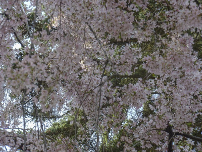 g12/60/885260/3/169229027.dX7aJTey.jpg