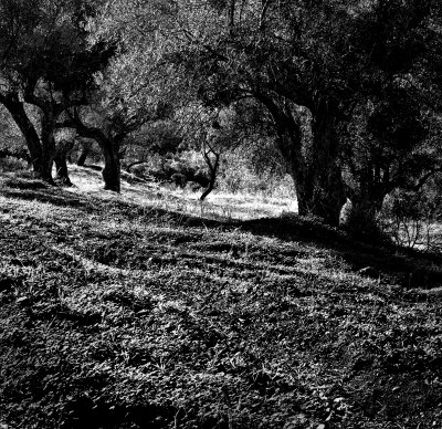 Olive Trees, Monda, Spain, 2002