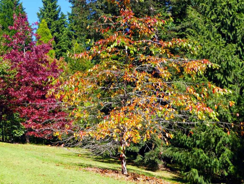 Bebeah Gardens